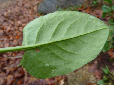 Verso de la feuille. Agrandir dans une nouvelle fenêtre ou onglet)